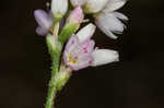 Pennsylvania smartweed